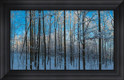 Framed Winter Ice on Trees, New York State, USA Print
