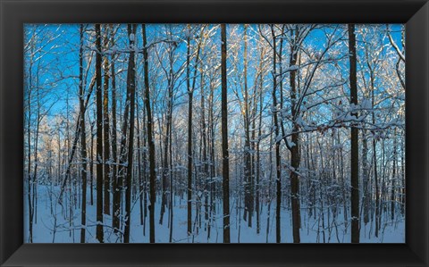 Framed Winter Ice on Trees, New York State, USA Print