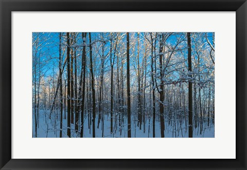 Framed Winter Ice on Trees, New York State, USA Print