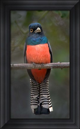 Framed Blue-Crowned Trogon, Pantanal Wetlands, Brazil Print