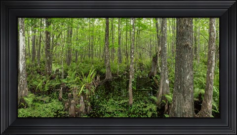 Framed Six Mile Cypress Slough Preserve in Fort Myers, Florida Print