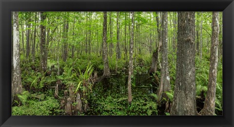 Framed Six Mile Cypress Slough Preserve in Fort Myers, Florida Print