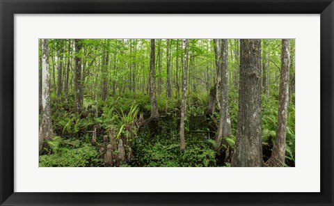 Framed Six Mile Cypress Slough Preserve in Fort Myers, Florida Print