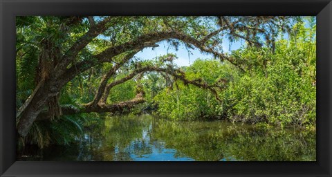 Framed Estero River in Fort Myers, Florida Print