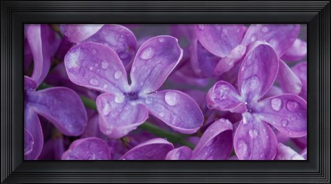 Framed Lilac Flowers Print