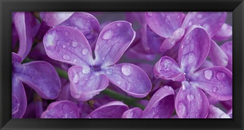 Framed Lilac Flowers Print