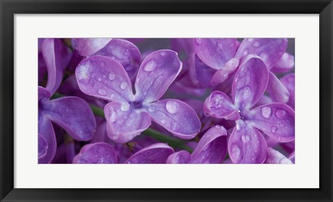 Framed Lilac Flowers Print