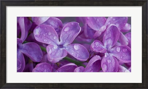 Framed Lilac Flowers Print