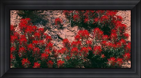 Framed Indian Paintbrush, UT Print
