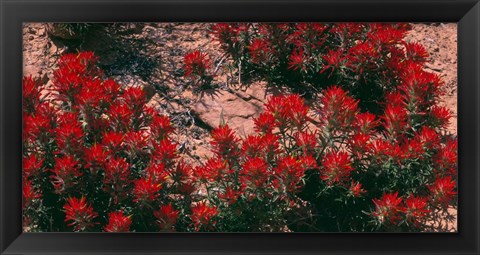 Framed Indian Paintbrush, UT Print