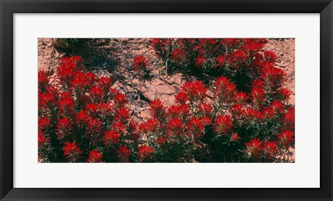 Framed Indian Paintbrush, UT Print