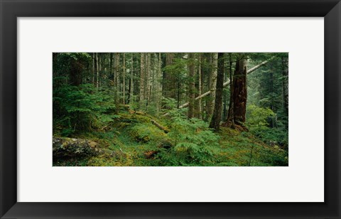 Framed Hoh Rainforest, Olympic National Forest, Washington State Print