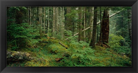 Framed Hoh Rainforest, Olympic National Forest, Washington State Print