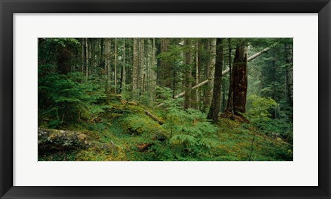 Framed Hoh Rainforest, Olympic National Forest, Washington State Print