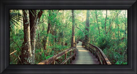 Framed Fakahatchee Strand State Preserve, Florida Print