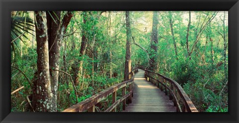 Framed Fakahatchee Strand State Preserve, Florida Print