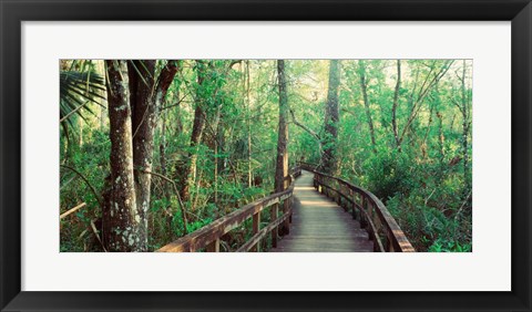 Framed Fakahatchee Strand State Preserve, Florida Print