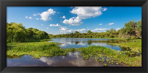 Framed Deer Prairie Creek Preserve, Sarasota County, Venice, Florida Print