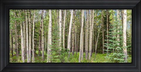 Framed Bow Valley Parkway, Banff National Park, Alberta, Canada Print