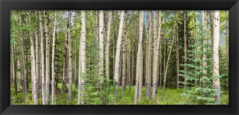 Framed Bow Valley Parkway, Banff National Park, Alberta, Canada Print