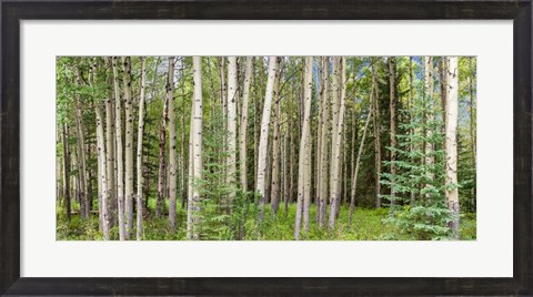 Framed Bow Valley Parkway, Banff National Park, Alberta, Canada Print