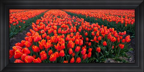 Framed Rows of Red Tulips in bloom, North Holland, Netherlands Print