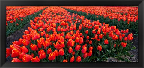 Framed Rows of Red Tulips in bloom, North Holland, Netherlands Print