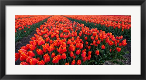 Framed Rows of Red Tulips in bloom, North Holland, Netherlands Print