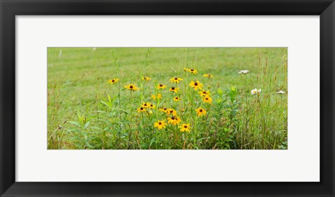 Framed Wildflowers, Portville, New York State Print