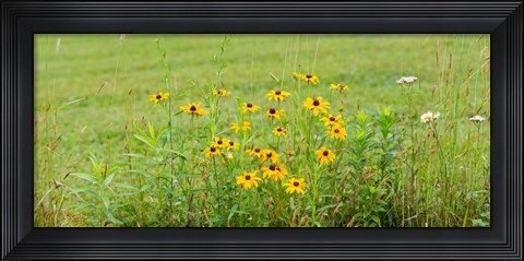 Framed Wildflowers, Portville, New York State Print