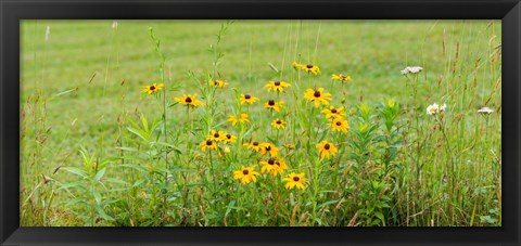 Framed Wildflowers, Portville, New York State Print