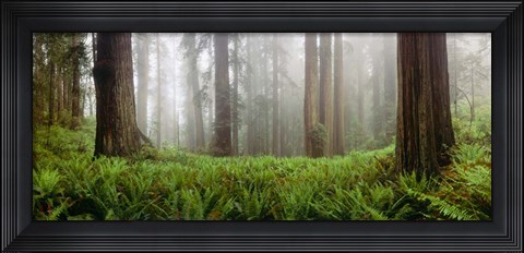 Framed Vine Maple Trees, Mt Hood, Oregon Print