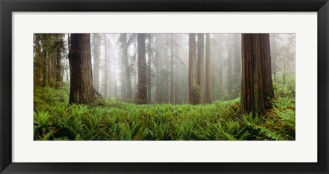 Framed Vine Maple Trees, Mt Hood, Oregon Print