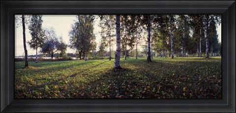 Framed Birch Trees, Imatra, Finland Print
