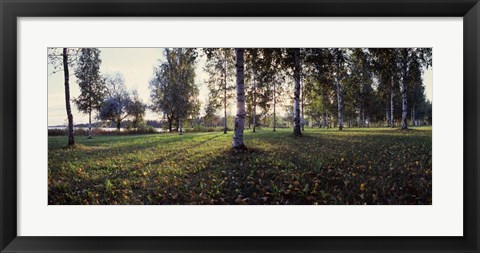 Framed Birch Trees, Imatra, Finland Print