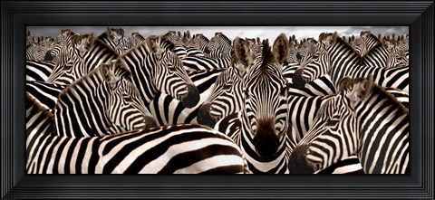 Framed Herd of Zebras Print