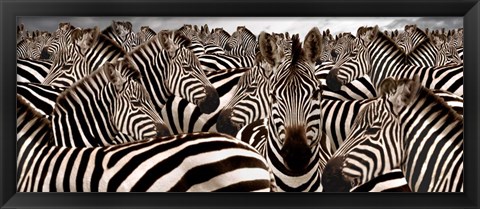 Framed Herd of Zebras Print