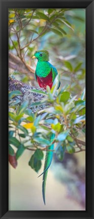 Framed Resplendent Quetzal, Costa Rica Print