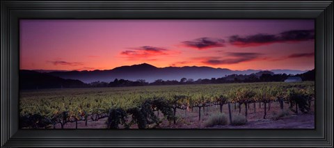 Framed Vineyard At Sunset, Napa Valley, California Print