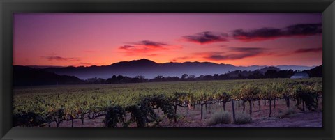 Framed Vineyard At Sunset, Napa Valley, California Print