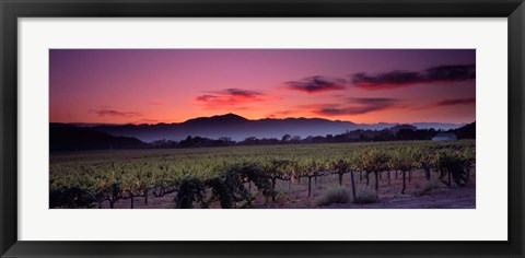 Framed Vineyard At Sunset, Napa Valley, California Print