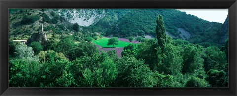 Framed Cherry Trees in Lavender fField, Provence-Alpes-Cote d&#39;Azur, France Print