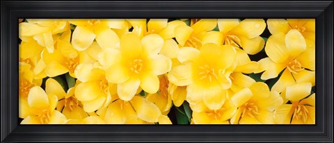 Framed Yellow Tulips Print