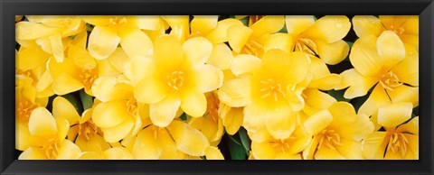 Framed Yellow Tulips Print