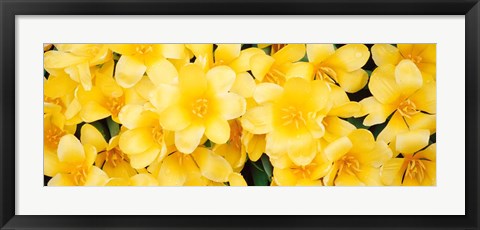 Framed Yellow Tulips Print