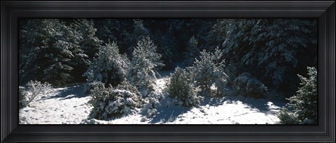 Framed Snow Covered Firs, Provence-Alpes-Cote d&#39;Azur, France Print