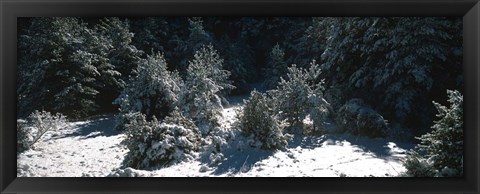 Framed Snow Covered Firs, Provence-Alpes-Cote d&#39;Azur, France Print