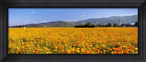 Framed Offenburg, Black Forest, Baden-Wurttemberg, Germany Print