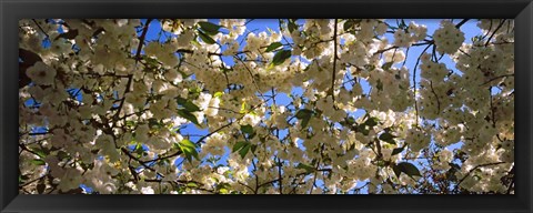 Framed Cherry Blossoms Riverside Park, Manhattan, New York City Print