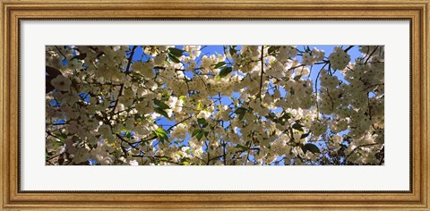 Framed Cherry Blossoms Riverside Park, Manhattan, New York City Print